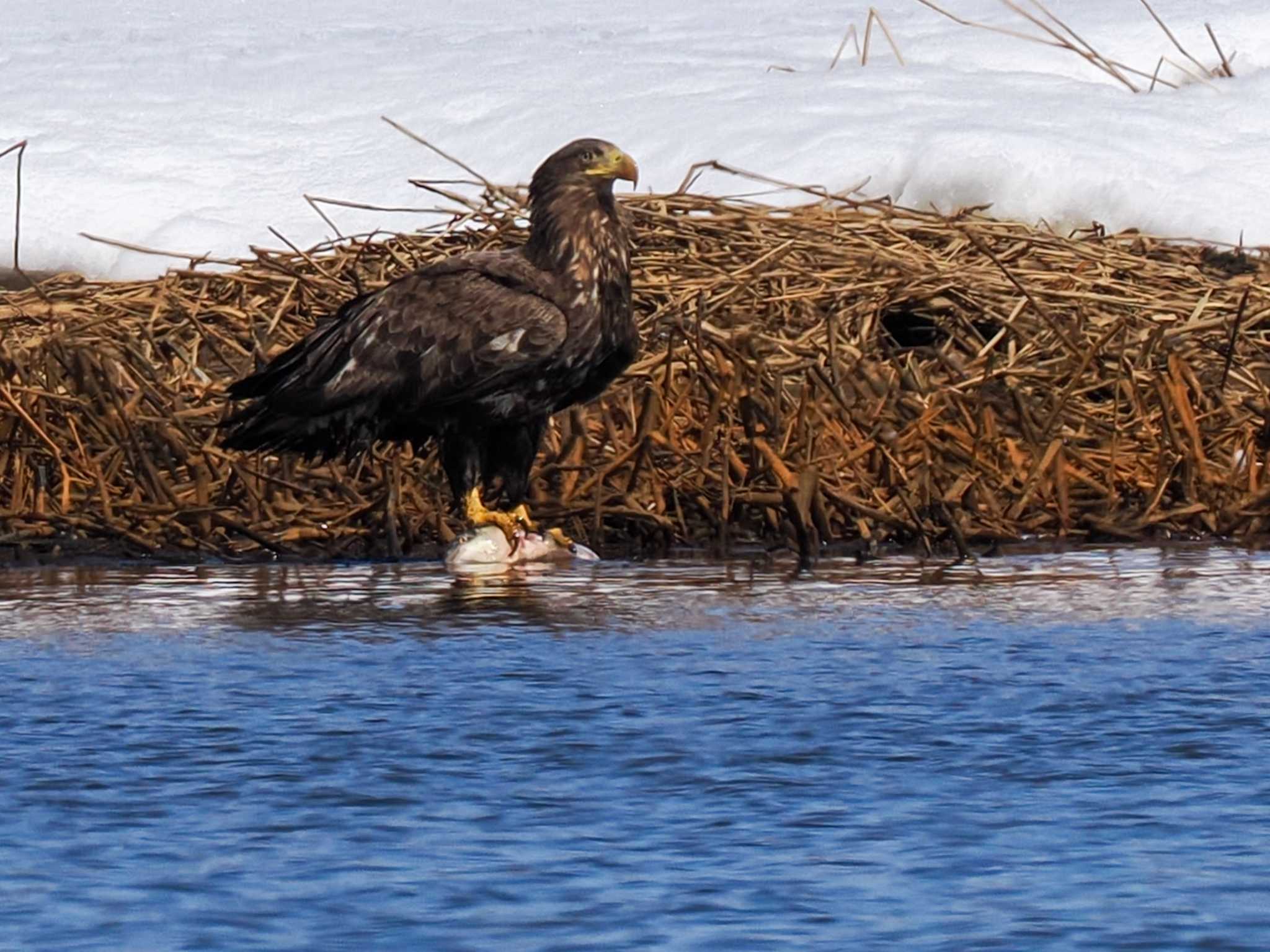 White-tailed Eagle