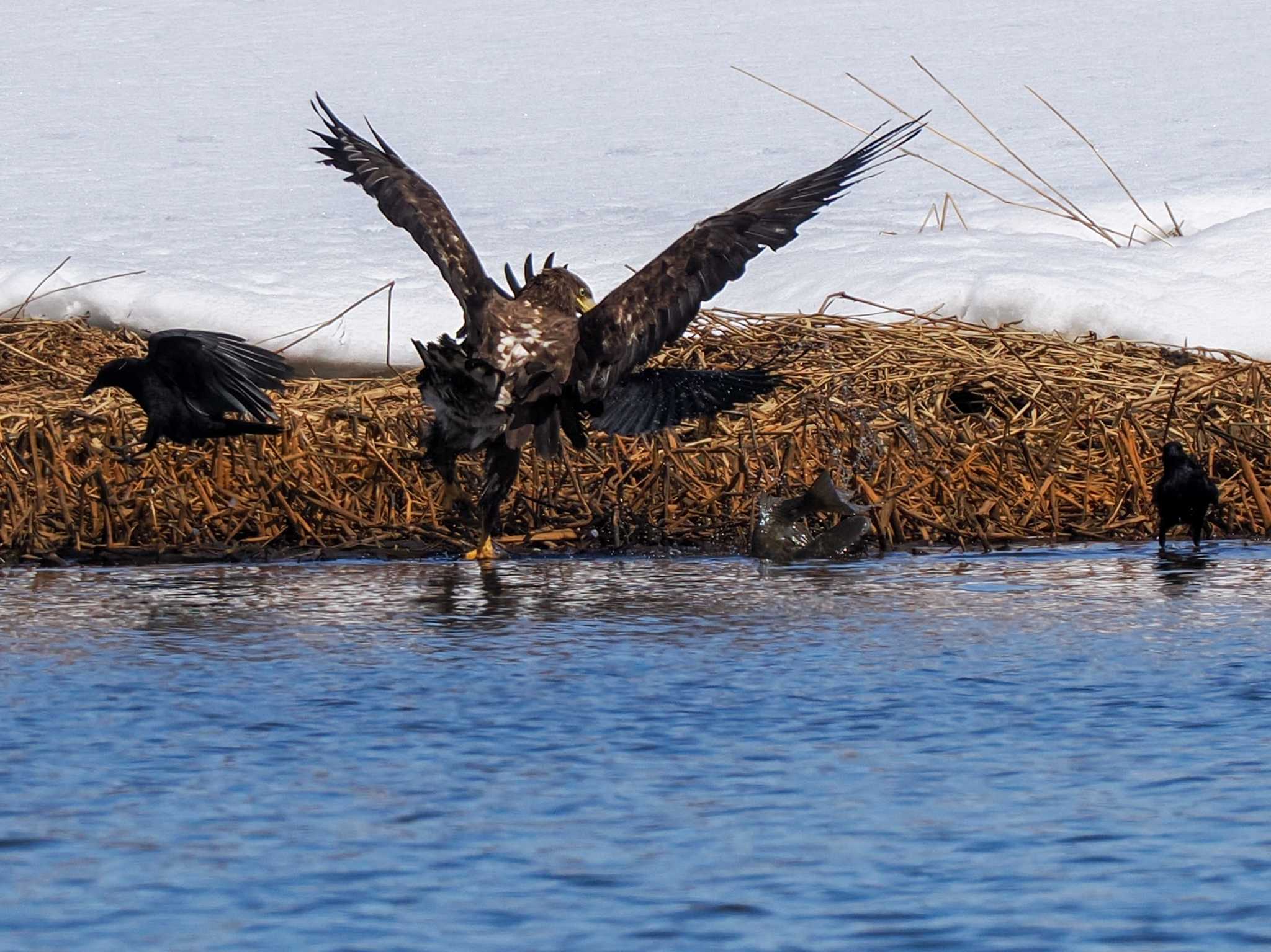 White-tailed Eagle