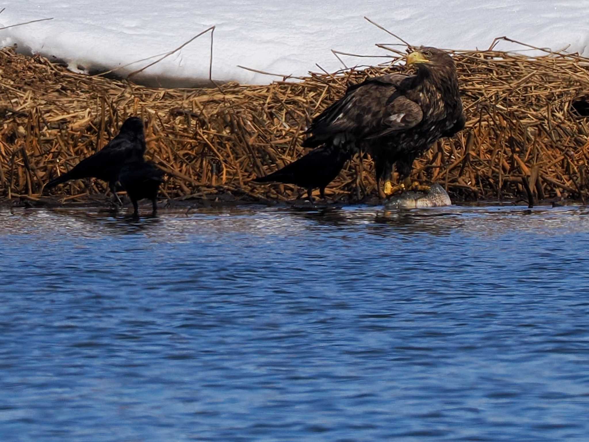 White-tailed Eagle