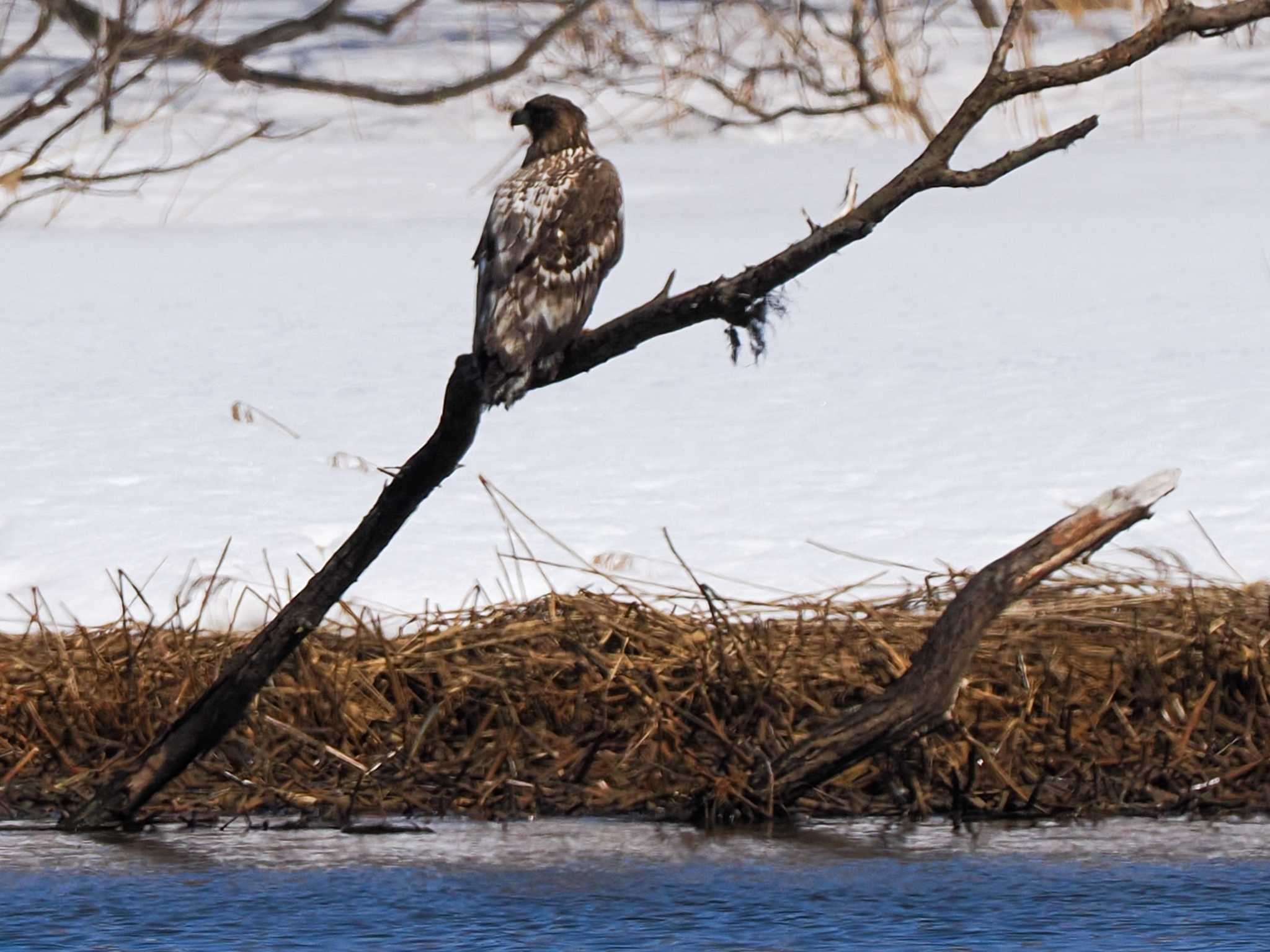 Photo of White-tailed Eagle at 石狩 茨戸川 by 98_Ark (98ｱｰｸ)