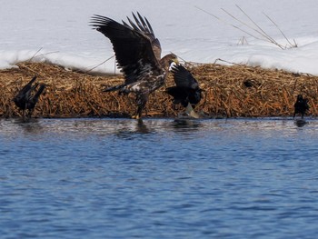 White-tailed Eagle 石狩 茨戸川 Sat, 3/23/2024