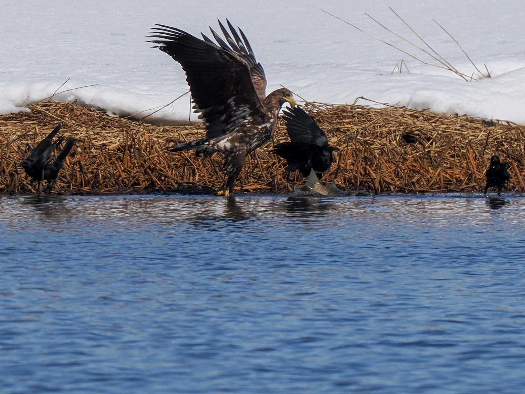 White-tailed Eagle