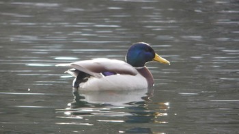 マガモ 北大研究林(北海道大学苫小牧研究林) 2018年12月15日(土)