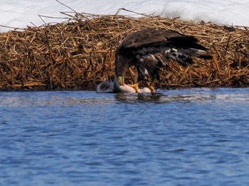 White-tailed Eagle 石狩 茨戸川 Sat, 3/23/2024