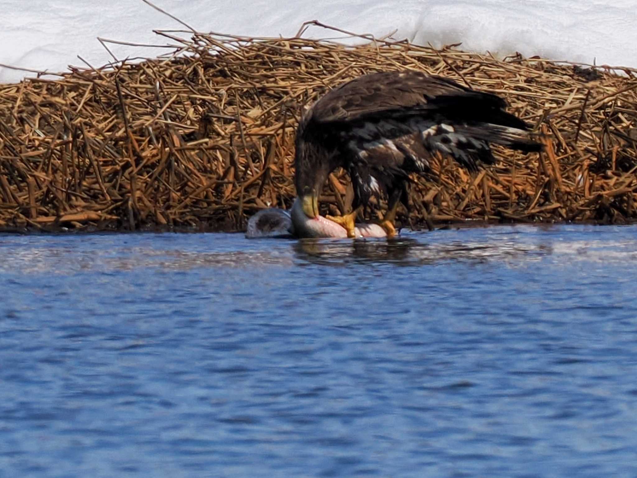 Photo of White-tailed Eagle at 石狩 茨戸川 by 98_Ark (98ｱｰｸ)