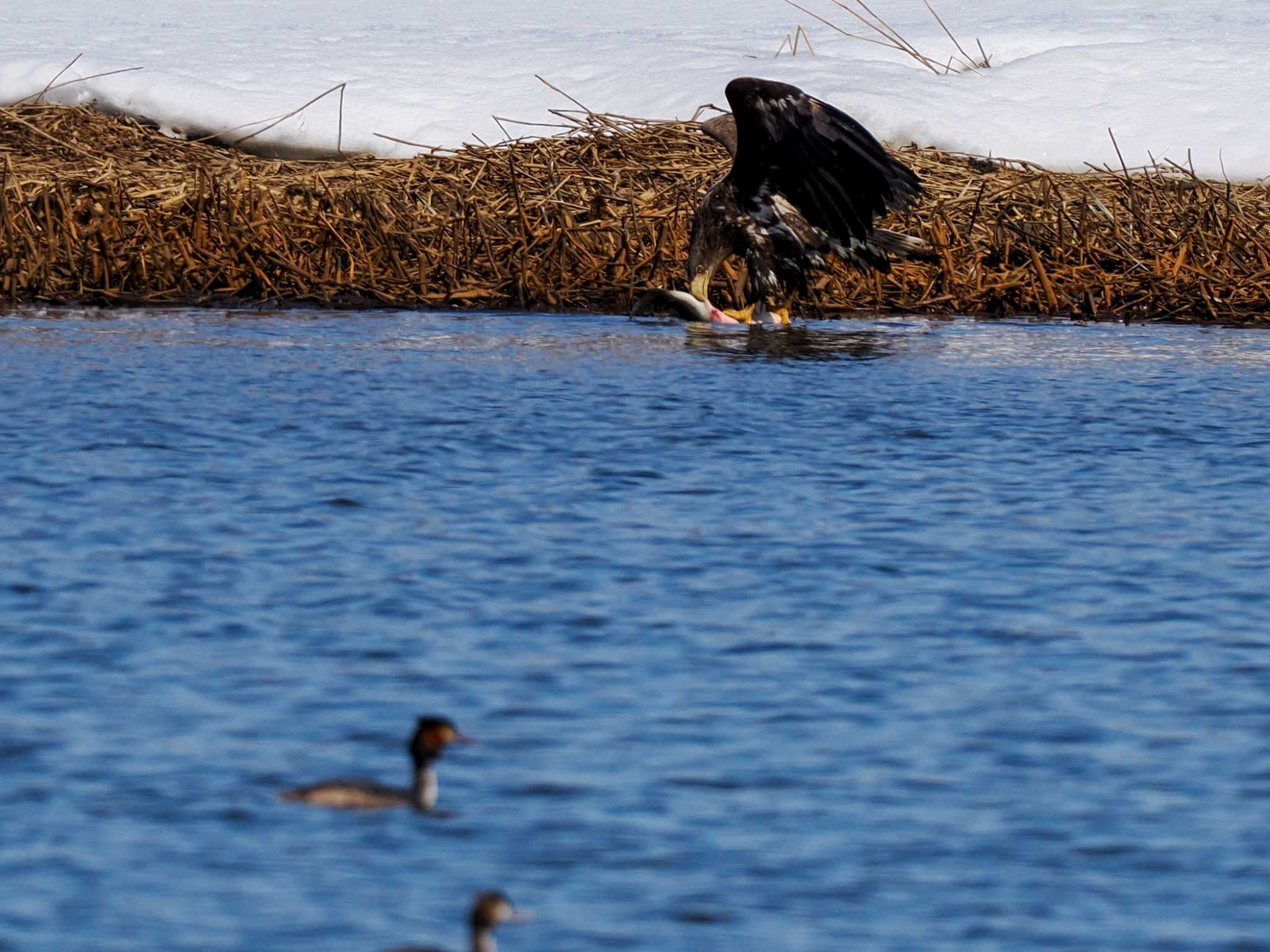 White-tailed Eagle