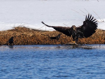 White-tailed Eagle 石狩 茨戸川 Sat, 3/23/2024