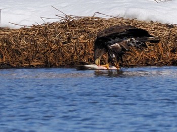 White-tailed Eagle 石狩 茨戸川 Sat, 3/23/2024