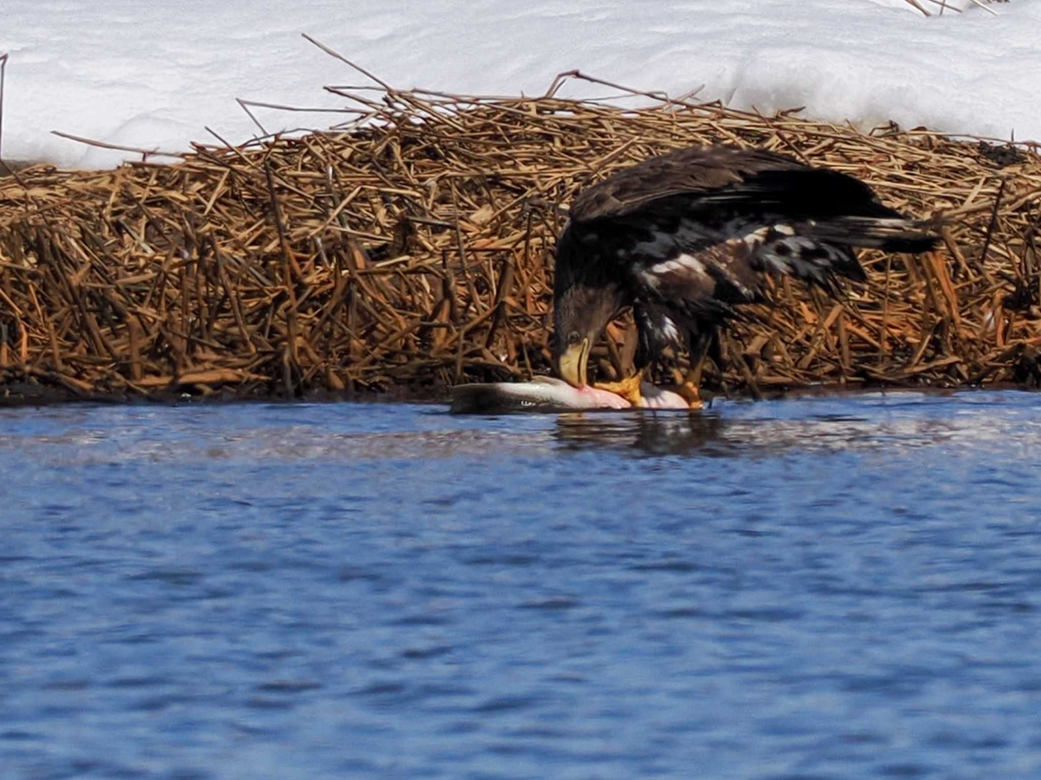 Photo of White-tailed Eagle at 石狩 茨戸川 by 98_Ark (98ｱｰｸ)