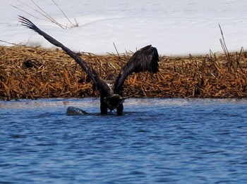 White-tailed Eagle 石狩 茨戸川 Sat, 3/23/2024