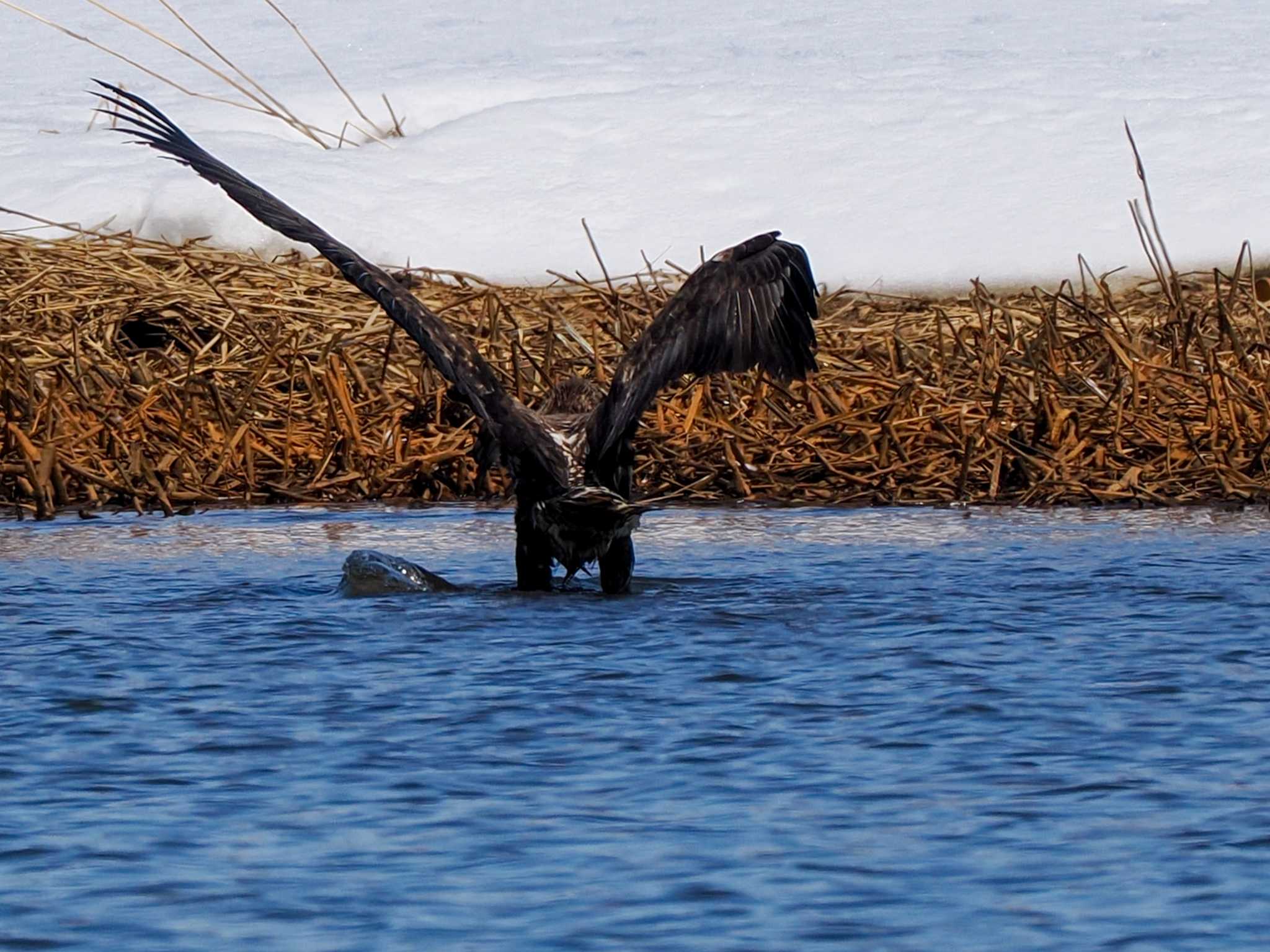 Photo of White-tailed Eagle at 石狩 茨戸川 by 98_Ark (98ｱｰｸ)