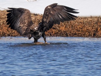 White-tailed Eagle 石狩 茨戸川 Sat, 3/23/2024