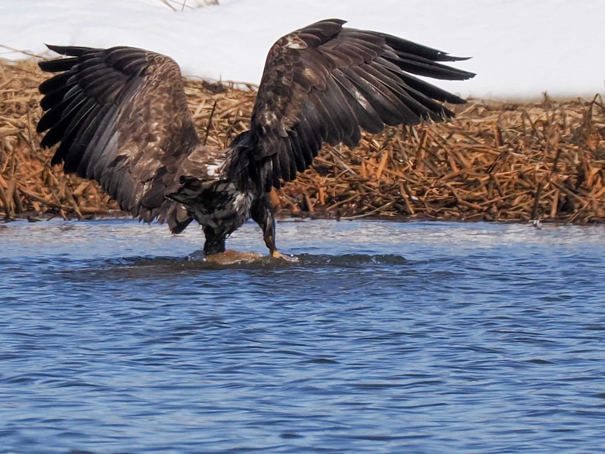 White-tailed Eagle