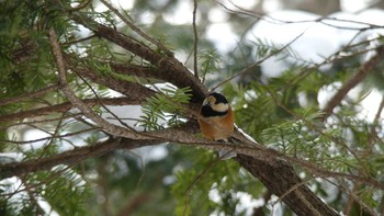 ヤマガラ 北大研究林(北海道大学苫小牧研究林) 2018年12月15日(土)