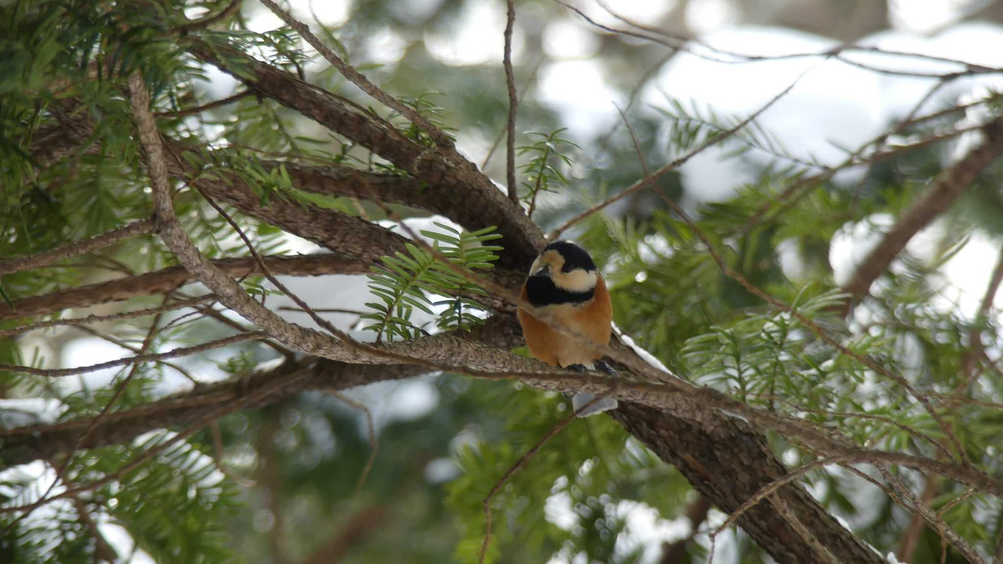 Varied Tit