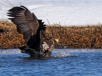 White-tailed Eagle 石狩 茨戸川 Sat, 3/23/2024