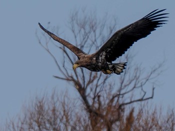 White-tailed Eagle 石狩 茨戸川 Sat, 3/23/2024