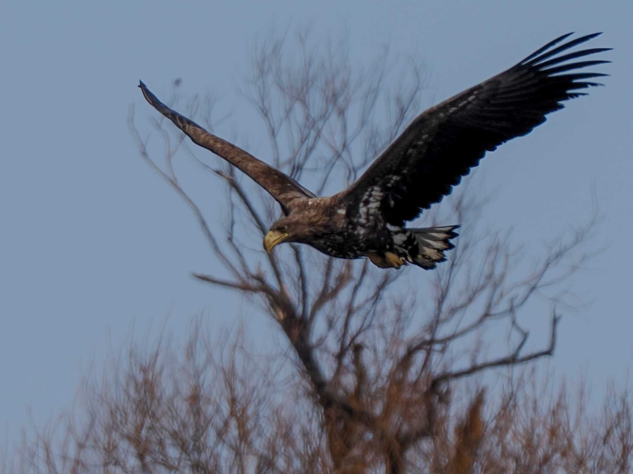 White-tailed Eagle