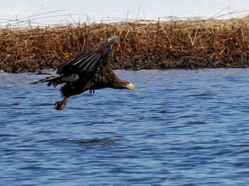 White-tailed Eagle 石狩 茨戸川 Sat, 3/23/2024