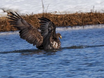 White-tailed Eagle 石狩 茨戸川 Sat, 3/23/2024