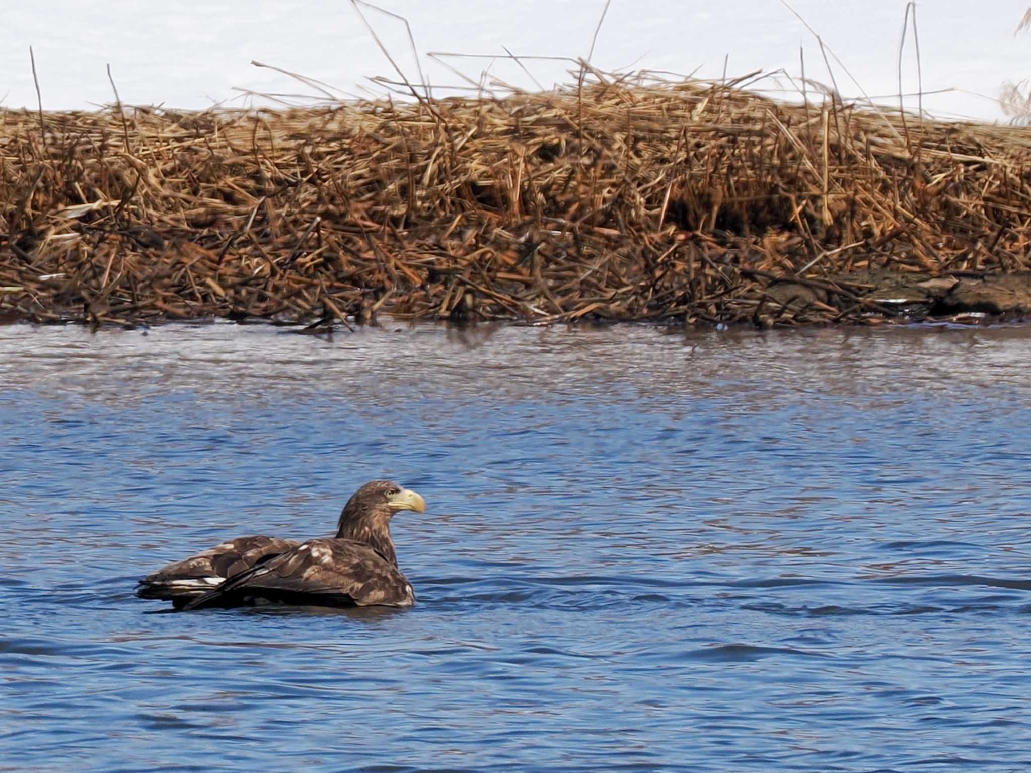 White-tailed Eagle