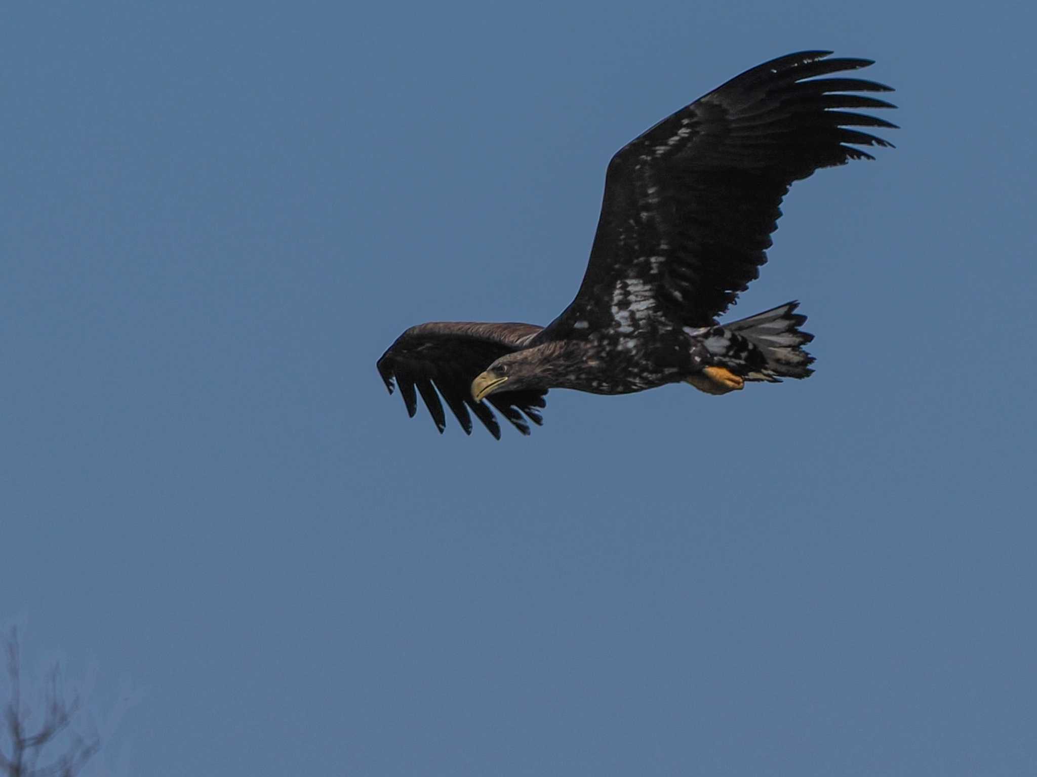 Photo of White-tailed Eagle at 石狩 茨戸川 by 98_Ark (98ｱｰｸ)