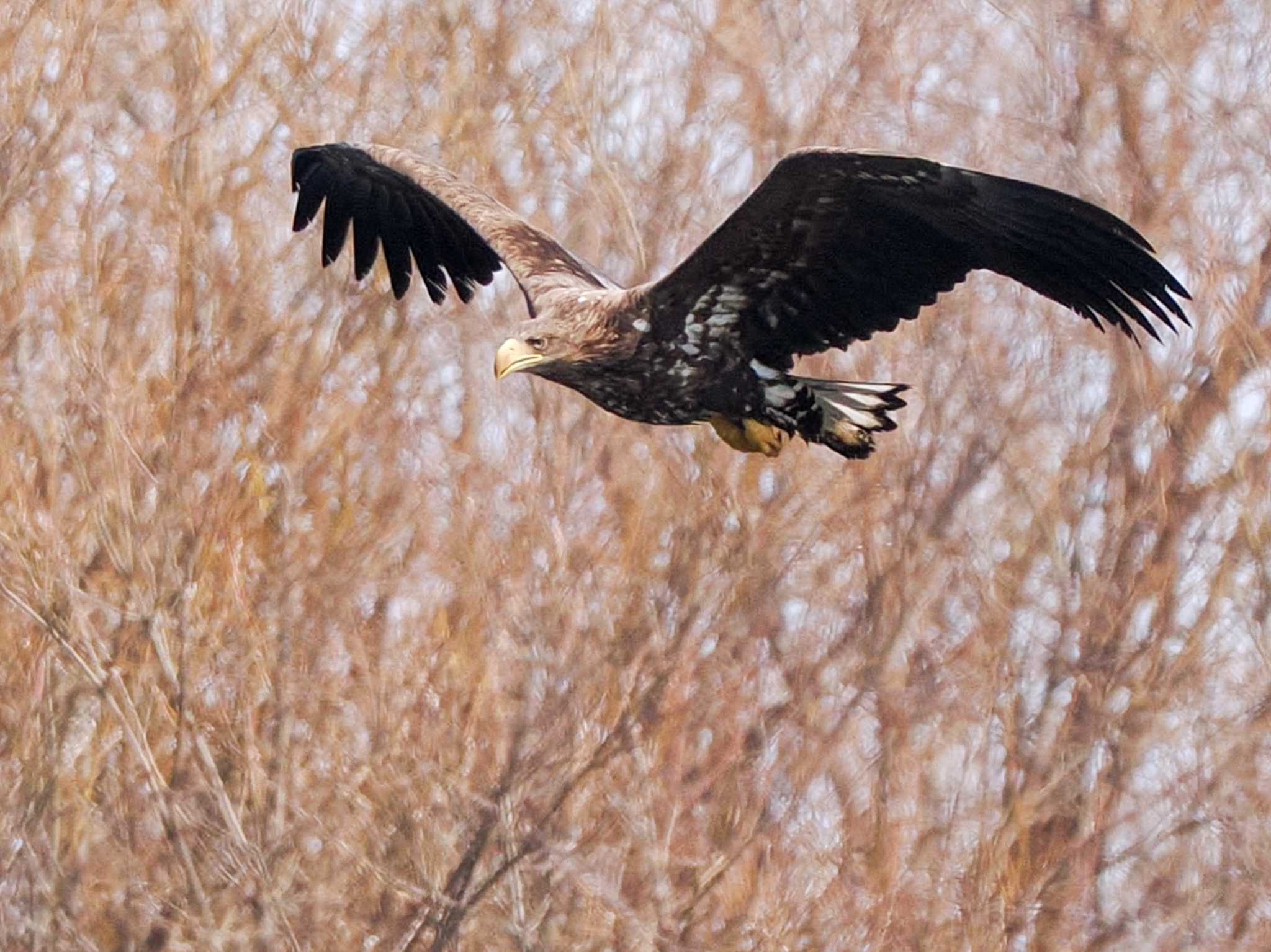 Photo of White-tailed Eagle at 石狩 茨戸川 by 98_Ark (98ｱｰｸ)