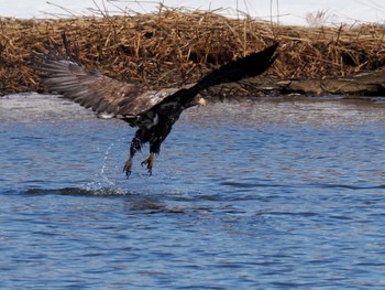 White-tailed Eagle 石狩 茨戸川 Sat, 3/23/2024