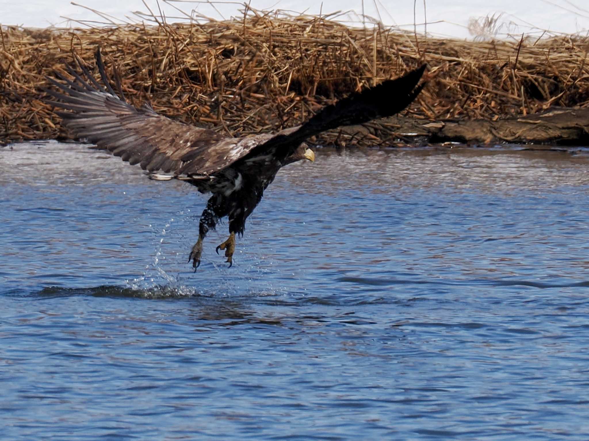 White-tailed Eagle