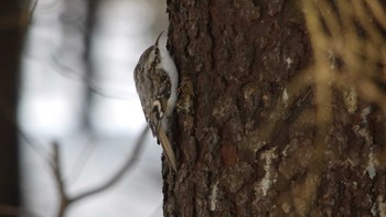 Eurasian Treecreeper(daurica) Tomakomai Experimental Forest Sat, 12/15/2018