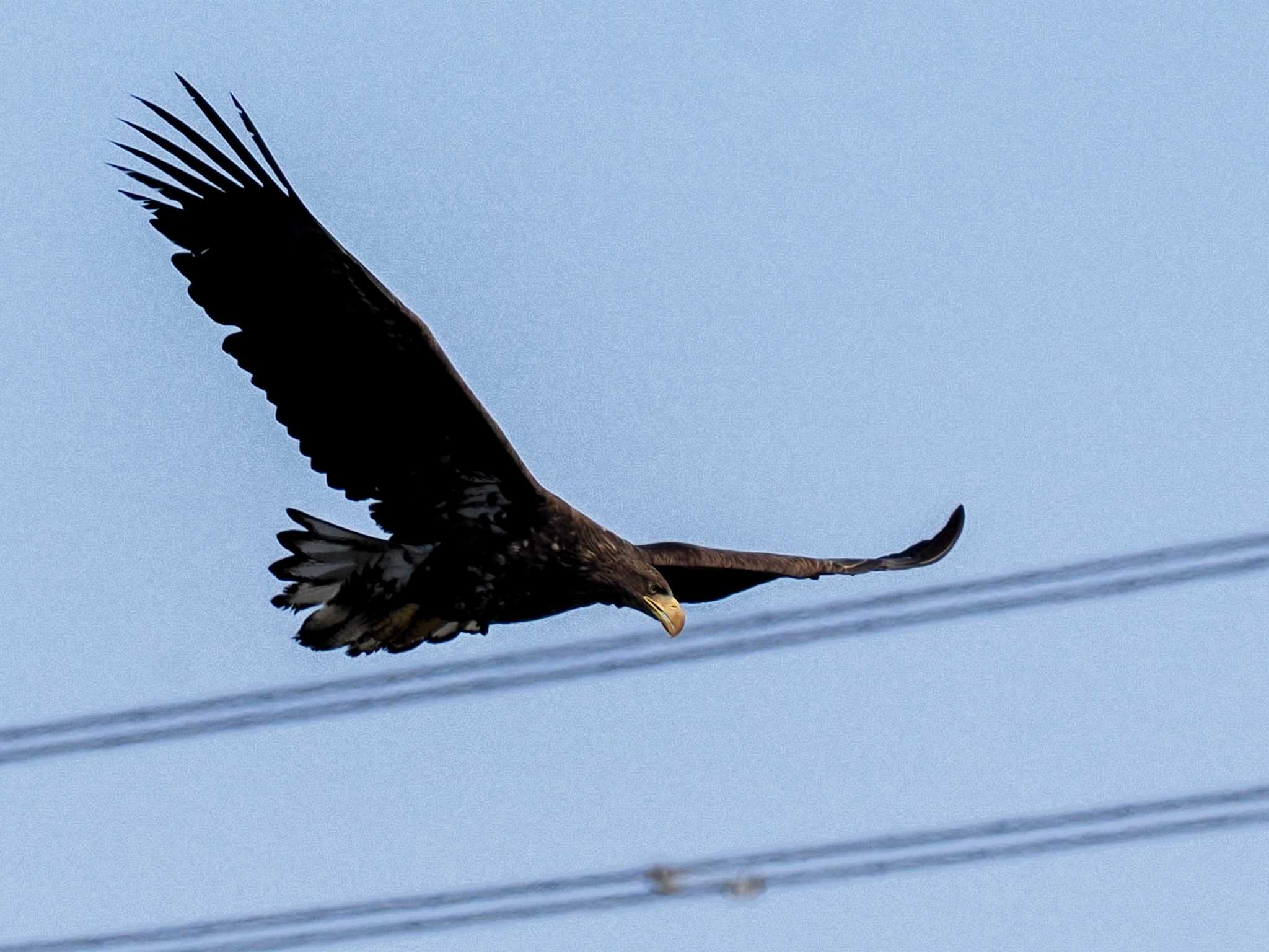 White-tailed Eagle