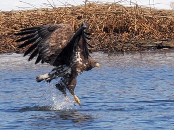 White-tailed Eagle 石狩 茨戸川 Sat, 3/23/2024