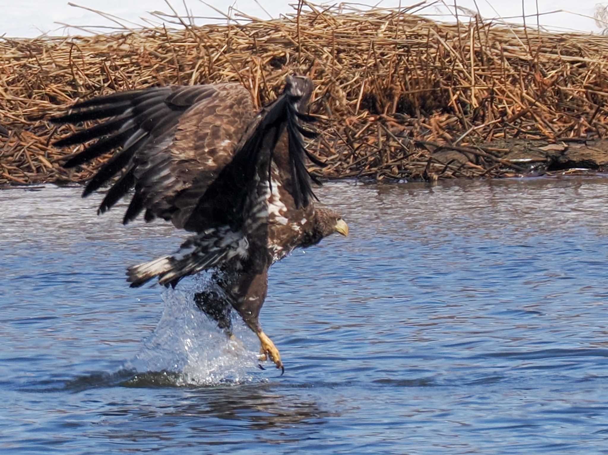 Photo of White-tailed Eagle at 石狩 茨戸川 by 98_Ark (98ｱｰｸ)