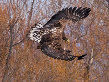 White-tailed Eagle 石狩 茨戸川 Sat, 3/23/2024