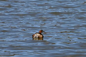 Little Grebe 坂田ヶ池総合公園 Sun, 2/11/2024