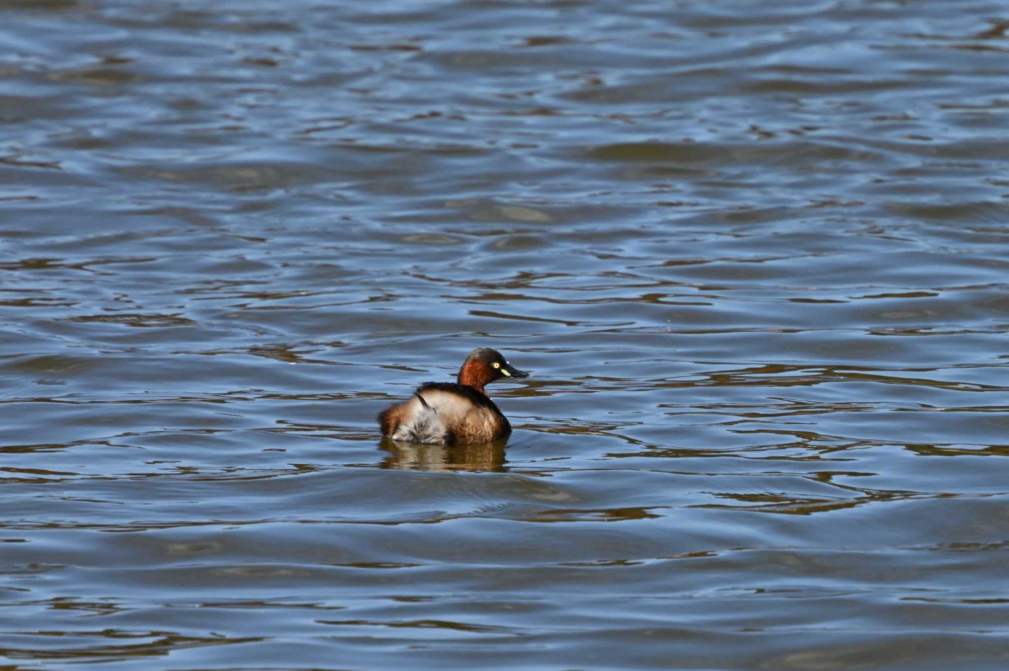 Little Grebe