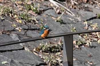 Common Kingfisher 坂田ヶ池総合公園 Sun, 2/11/2024