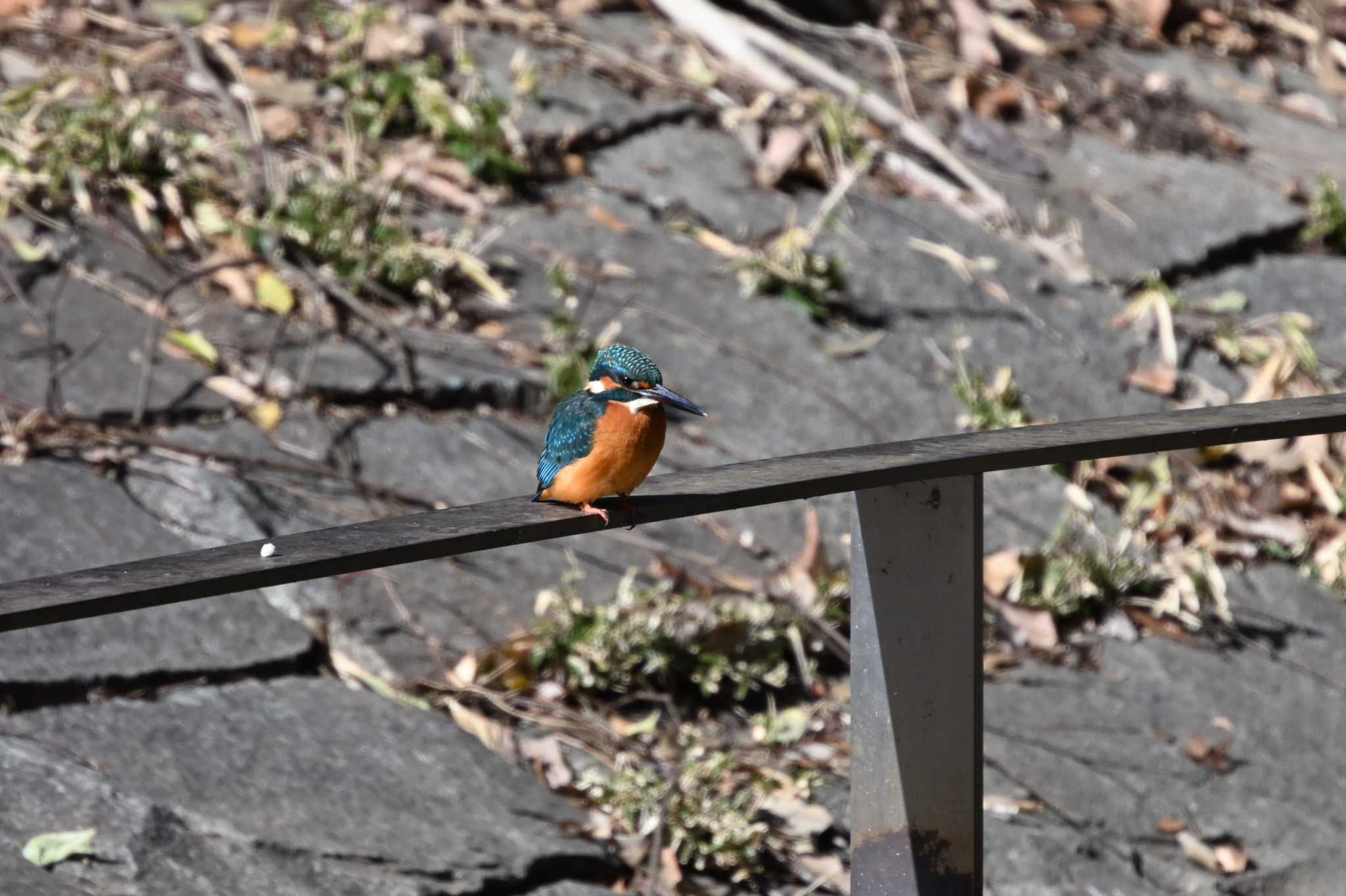 Common Kingfisher