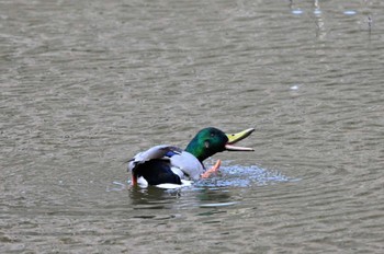 Mallard 坂田ヶ池総合公園 Sun, 2/11/2024