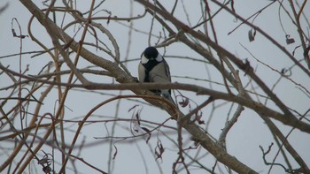 Japanese Tit Tomakomai Experimental Forest Sat, 12/15/2018