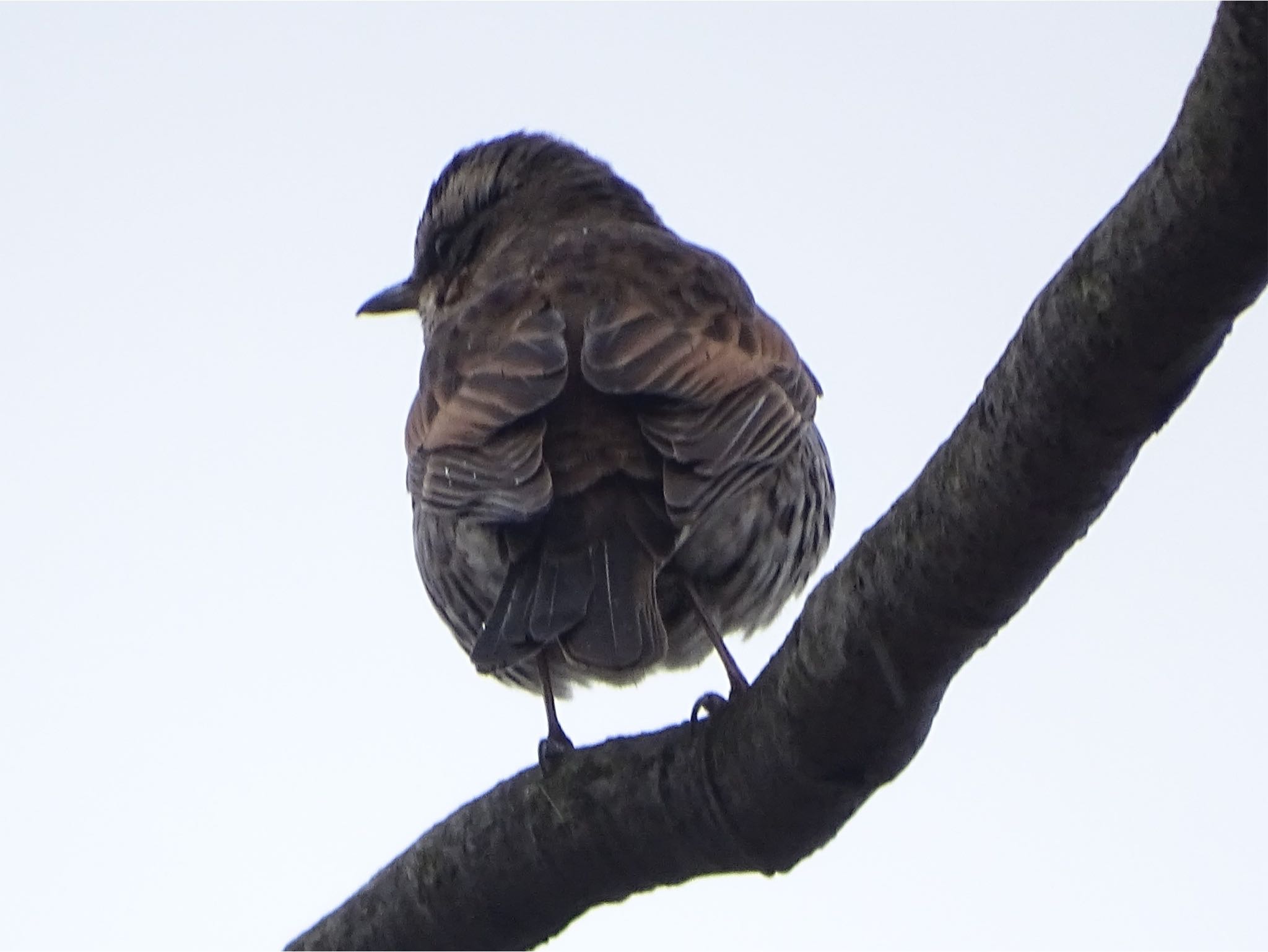 Brown-eared Bulbul