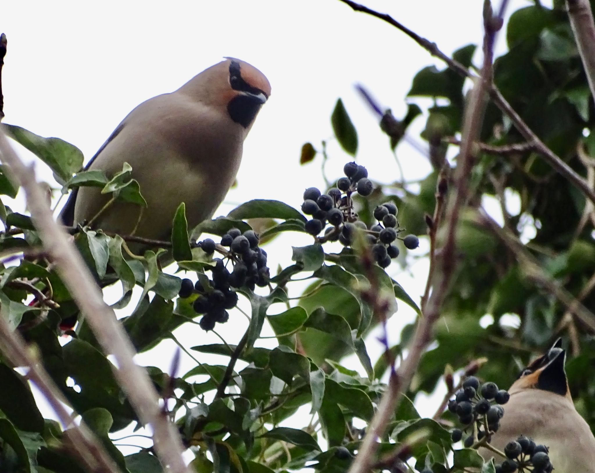 Japanese Waxwing