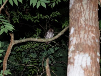 Ryukyu Scops Owl Unknown Spots Sat, 3/23/2024