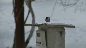 Marsh Tit Tomakomai Experimental Forest Sat, 12/15/2018