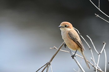 Bull-headed Shrike 平塚市 Sun, 3/3/2024