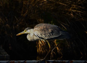 2023年3月11日(土) 小池公園の野鳥観察記録