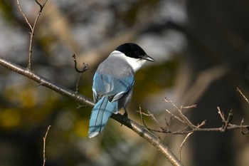 2023年12月10日(日) 水元公園の野鳥観察記録