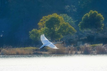 Mute Swan 千波湖公園 Sat, 2/4/2023