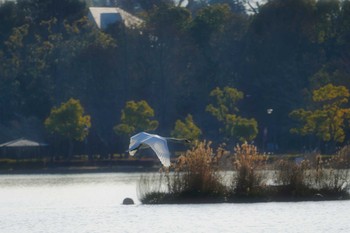 Sat, 2/4/2023 Birding report at 千波湖公園