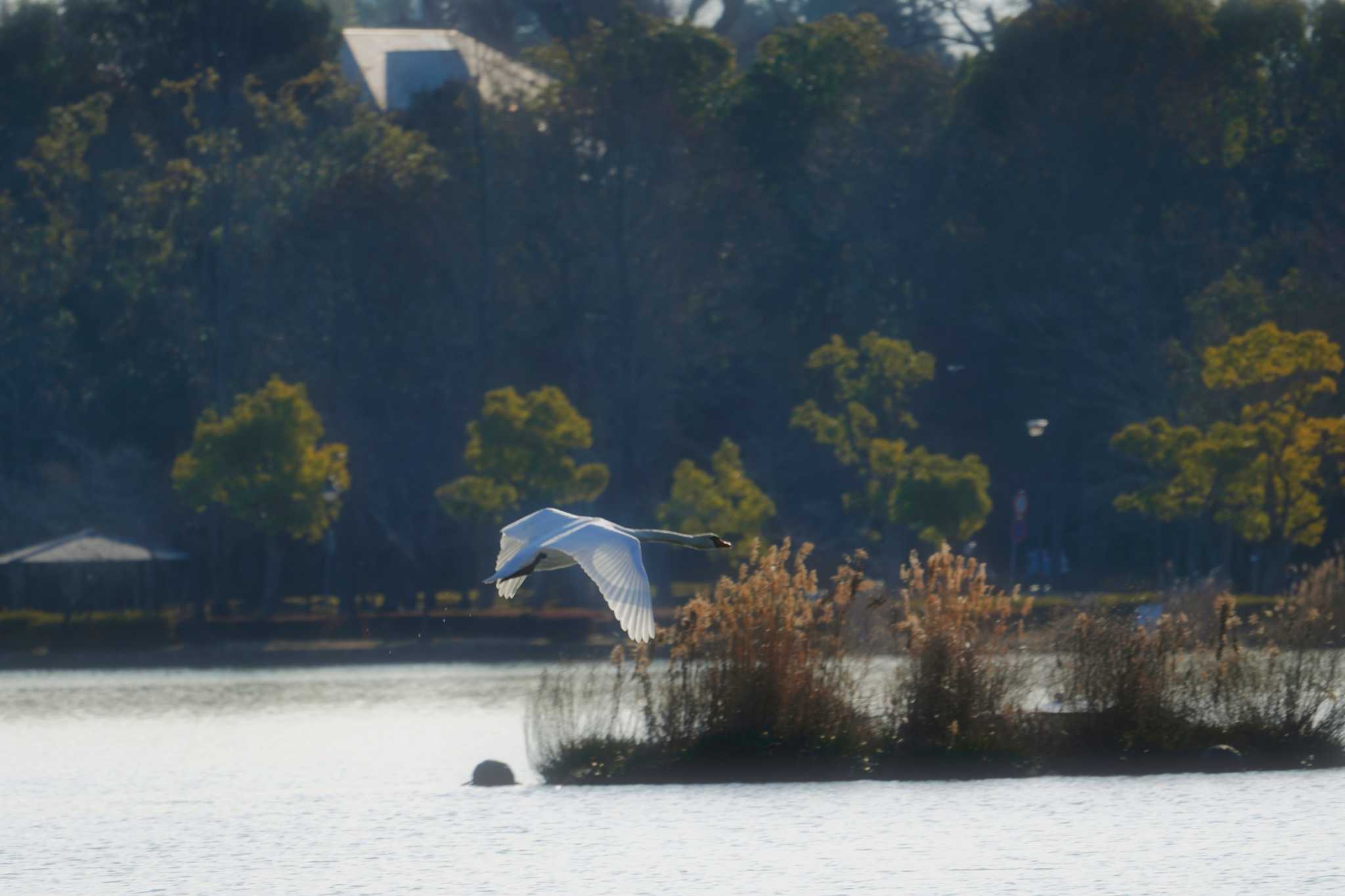 千波湖公園 コブハクチョウの写真 by na san